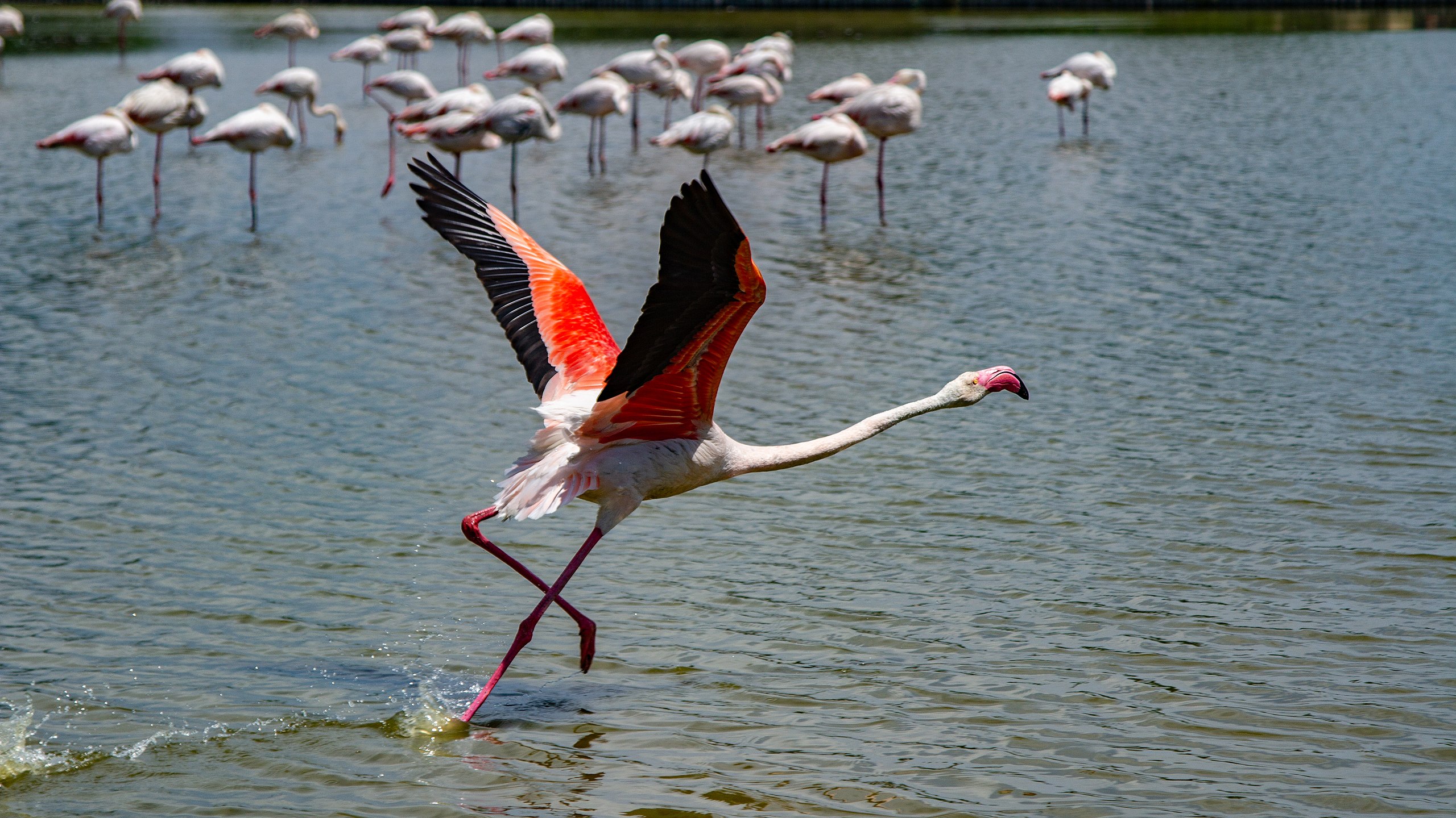 Flamingo Camargue